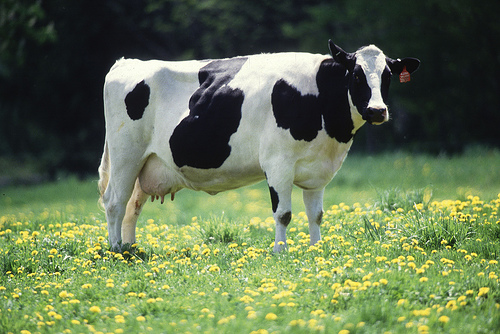 Cow on Grass, Raw Milk is Good for Pregnancy