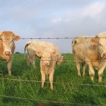 Tax Dollars Pay for War on Health Food: Dairy Farm Shut Down by Feds